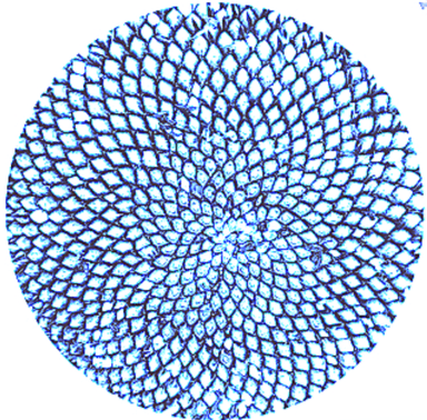 Fractal Pediatric Capital