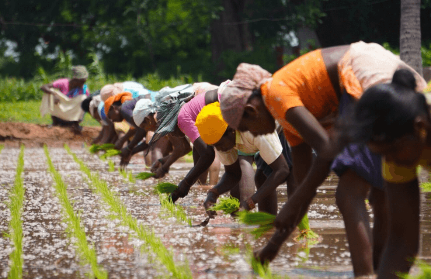 India Progress Fund II (IPF II)